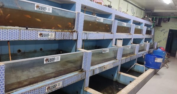 Bengal Fish Bangladesh – Best Fish Market Online photo 2