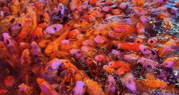 FOODIES’ POND RESTAURANT photo 4