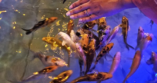 FOODIES’ POND RESTAURANT photo 5