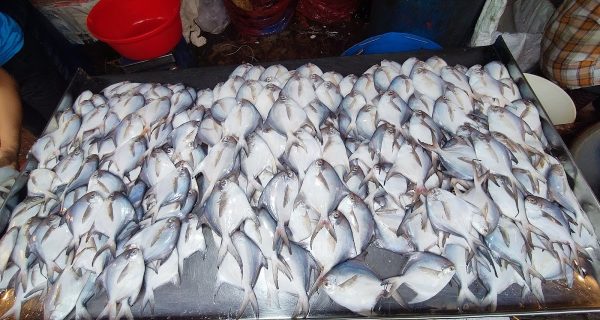 Hilsha Fish Market photo 3