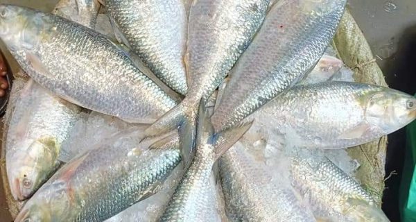 Jatrabari Fish Market