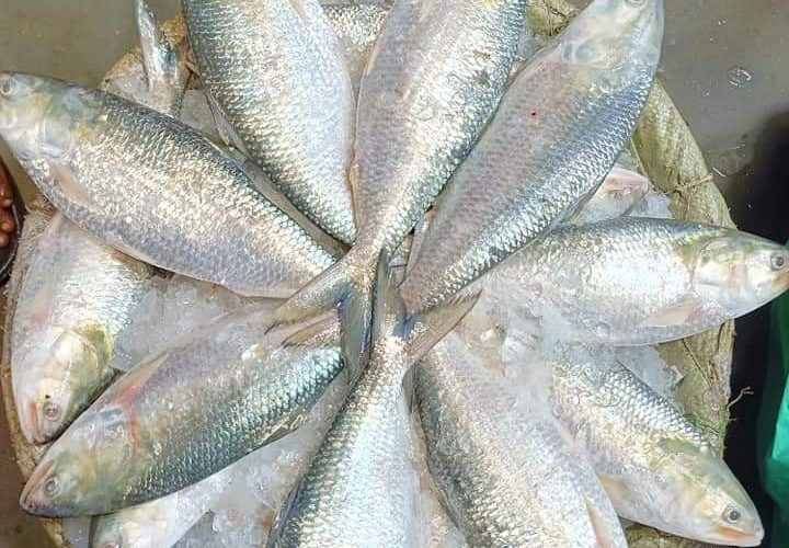 Jatrabari Fish Market