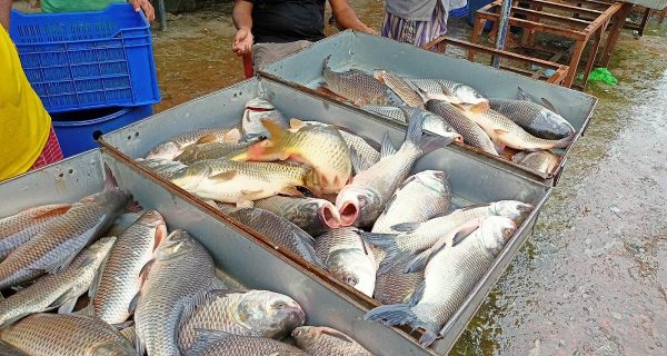 Jatrabari Fish Market photo 3