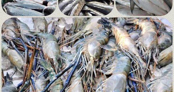 Showari Ghat Fish Market photo 3