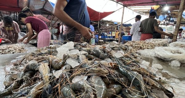 Tongi Wholesale Fish Market, Abdullapur photo 3