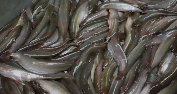 Tongi Wholesale Fish Market, Abdullapur photo 4