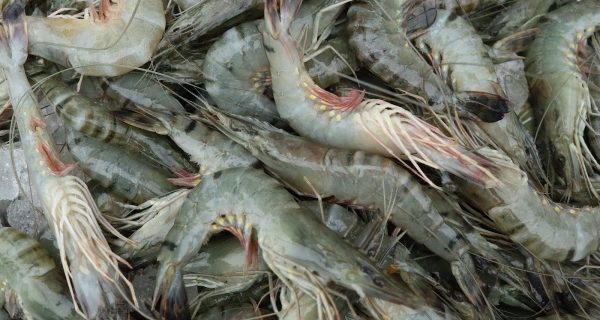 Tongi Wholesale Fish Market, Abdullapur photo 5