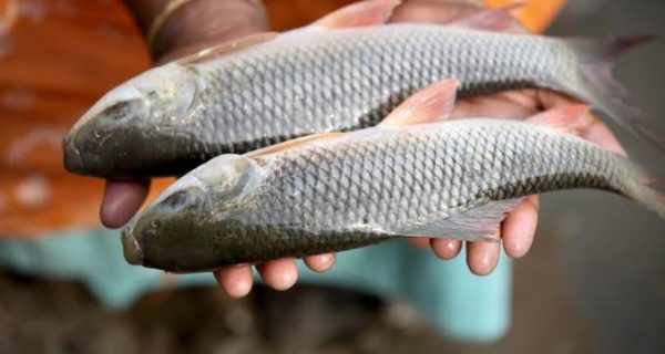 WorldFish Bangladesh photo 2